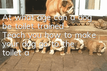 At what age can a dog be toilet trained? Teach you how to make your dog go to the toilet at a fixed point.