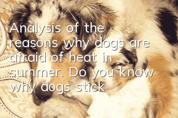 Analysis of the reasons why dogs are afraid of heat in summer. Do you know why dogs stick out their tongues in summer?