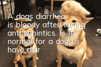 A dog's diarrhea is bloody after taking anthelmintics. Is it normal for a dog to have diarrhea after taking anthelmintics?