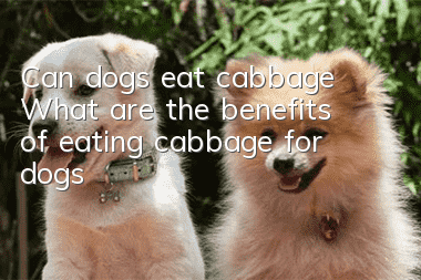 Can dogs eat cabbage? What are the benefits of eating cabbage for dogs?