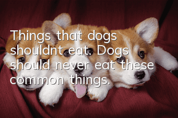 Things that dogs shouldn’t eat. Dogs should never eat these common things.