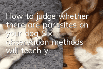 How to judge whether there are parasites on your dog? Six observation methods will teach you