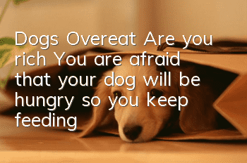 Dogs Overeat Are you rich? You are afraid that your dog will be hungry so you keep feeding it!