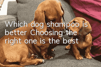 Which dog shampoo is better? Choosing the right one is the best!