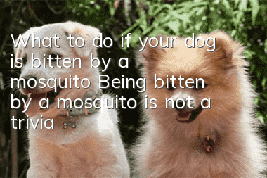 What to do if your dog is bitten by a mosquito? Being bitten by a mosquito is not a trivial matter.