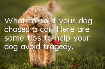 What to do if your dog chases a car. Here are some tips to help your dog avoid tragedy.