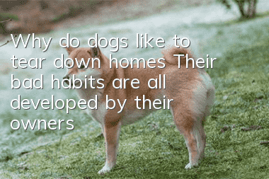 Why do dogs like to tear down homes? Their bad habits are all developed by their owners