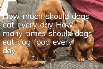 How much should dogs eat every day? How many times should dogs eat dog food every day?