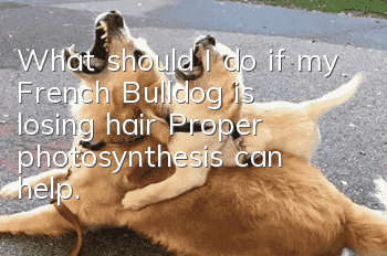 What should I do if my French Bulldog is losing hair? Proper photosynthesis can help.