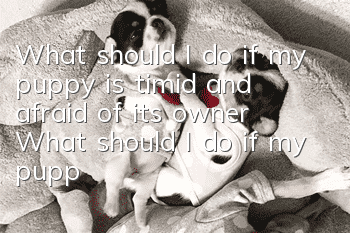 What should I do if my puppy is timid and afraid of its owner? What should I do if my puppy is timid and hides everywhere?