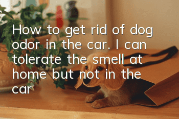 How to get rid of dog odor in the car. I can tolerate the smell at home but not in the car?