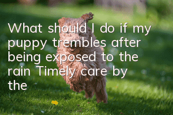 What should I do if my puppy trembles after being exposed to the rain? Timely care by the owner is crucial after the puppy trembles!