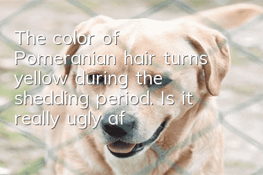The color of Pomeranian hair turns yellow during the shedding period. Is it really ugly after turning yellow?
