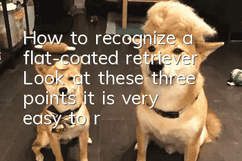 How to recognize a flat-coated retriever? Look at these three points, it is very easy to recognize.