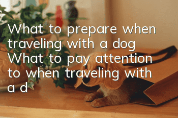 What to prepare when traveling with a dog What to pay attention to when traveling with a dog