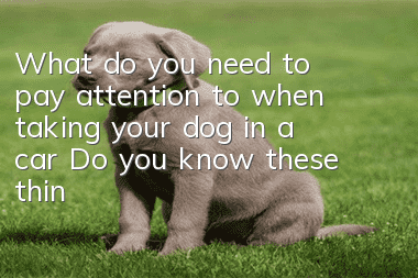 What do you need to pay attention to when taking your dog in a car? Do you know these things?