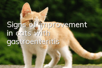 Signs of improvement in cats with gastroenteritis