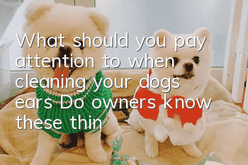 What should you pay attention to when cleaning your dog’s ears? Do owners know these things?