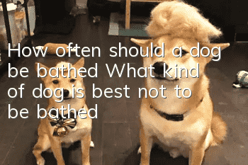 How often should a dog be bathed? What kind of dog is best not to be bathed?