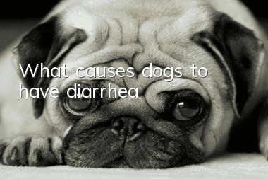 What causes dogs to have diarrhea?