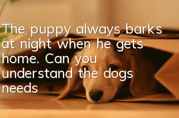 The puppy always barks at night when he gets home. Can you understand the dog’s needs?