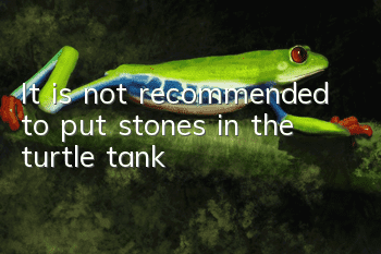 It is not recommended to put stones in the turtle tank