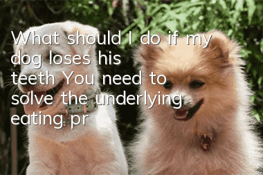 What should I do if my dog loses his teeth? You need to solve the underlying eating problem!