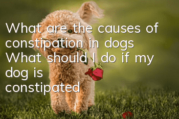 What are the causes of constipation in dogs? What should I do if my dog is constipated and can’t defecate?