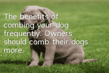The benefits of combing your dog frequently. Owners should comb their dogs more.