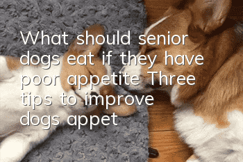 What should senior dogs eat if they have poor appetite? Three tips to improve dogs’ appetite
