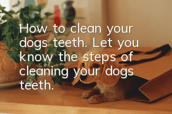 How to clean your dog’s teeth. Let you know the steps of cleaning your dog’s teeth.