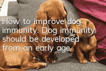 How to improve dog immunity. Dog immunity should be developed from an early age.