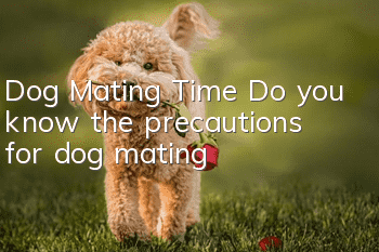 Dog Mating Time Do you know the precautions for dog mating?