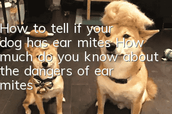 How to tell if your dog has ear mites? How much do you know about the dangers of ear mites?