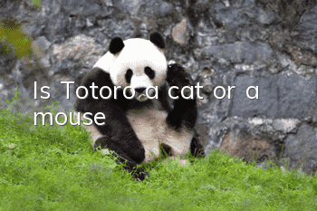 Is Totoro a cat or a mouse?