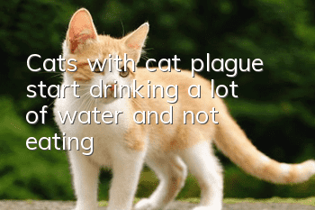 Cats with cat plague start drinking a lot of water and not eating