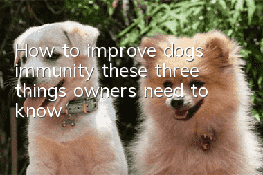 How to improve dogs’ immunity: these three things owners need to know