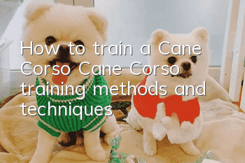 How to train a Cane Corso? Cane Corso training methods and techniques!