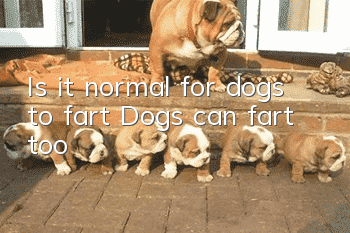 Is it normal for dogs to fart? Dogs can fart too