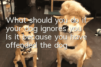 What should you do if your dog ignores you? Is it because you have offended the dog?