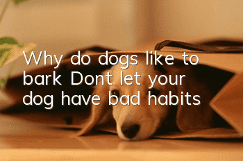 Why do dogs like to bark? Don’t let your dog have bad habits!