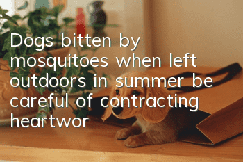 Dogs bitten by mosquitoes when left outdoors in summer, be careful of contracting heartworm and other diseases