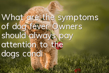 What are the symptoms of dog fever? Owners should always pay attention to the dog’s condition.