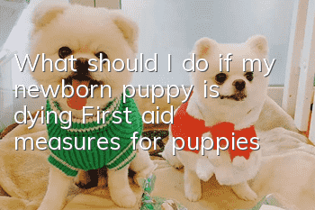 What should I do if my newborn puppy is dying? First aid measures for puppies