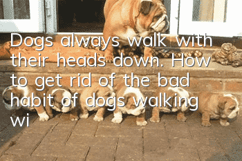 Dogs always walk with their heads down. How to get rid of the bad habit of dogs walking with their heads down?