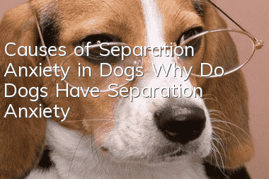Causes of Separation Anxiety in Dogs Why Do Dogs Have Separation Anxiety?