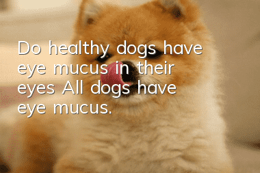 Do healthy dogs have eye mucus in their eyes? All dogs have eye mucus.