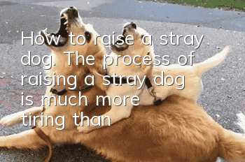 How to raise a stray dog. The process of raising a stray dog is much more tiring than that of an ordinary dog.