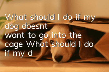 What should I do if my dog doesn’t want to go into the cage? What should I do if my dog doesn’t want to go into the cage?