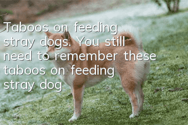 Taboos on feeding stray dogs. You still need to remember these taboos on feeding stray dogs!